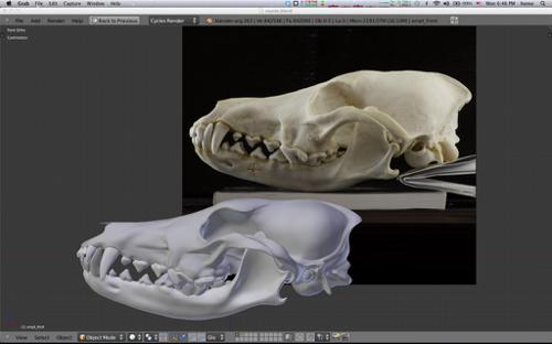 Coyote skull model  Canis latrans preview image